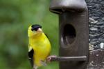 images/recent-photos/Goldfinch-On-Feeder-[IMG_2694].jpg